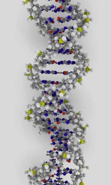 Fichier:DNA-molecule3.jpg